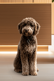 Emma, Chief Happiness Officer bei verwalt.ist